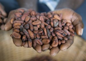 Hands with cocoa